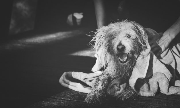 Láncra verve, borzalmas módon tartotta a kutyáit egy férfi Domaházán – Az állatok víz és élelem nélkül voltak, volt amelyik már el is pusztult