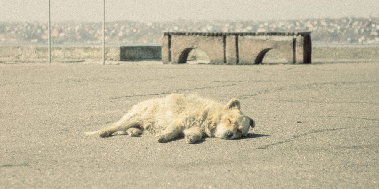 Borzalom Zala megyében: nyakon lőtt egy kutyát a 67 éves férfi, majd a sorsára hagyta