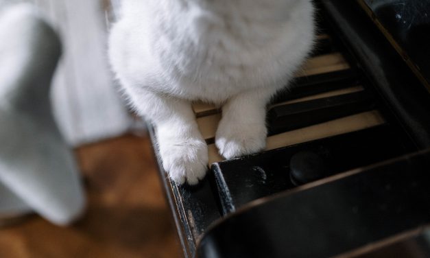 Kegyetlen módon leszúrta a szomszéd macskáját egy férfi Heves megyében, a tetemet a szemetesbe dobta – Ezért végzett szegény állattal