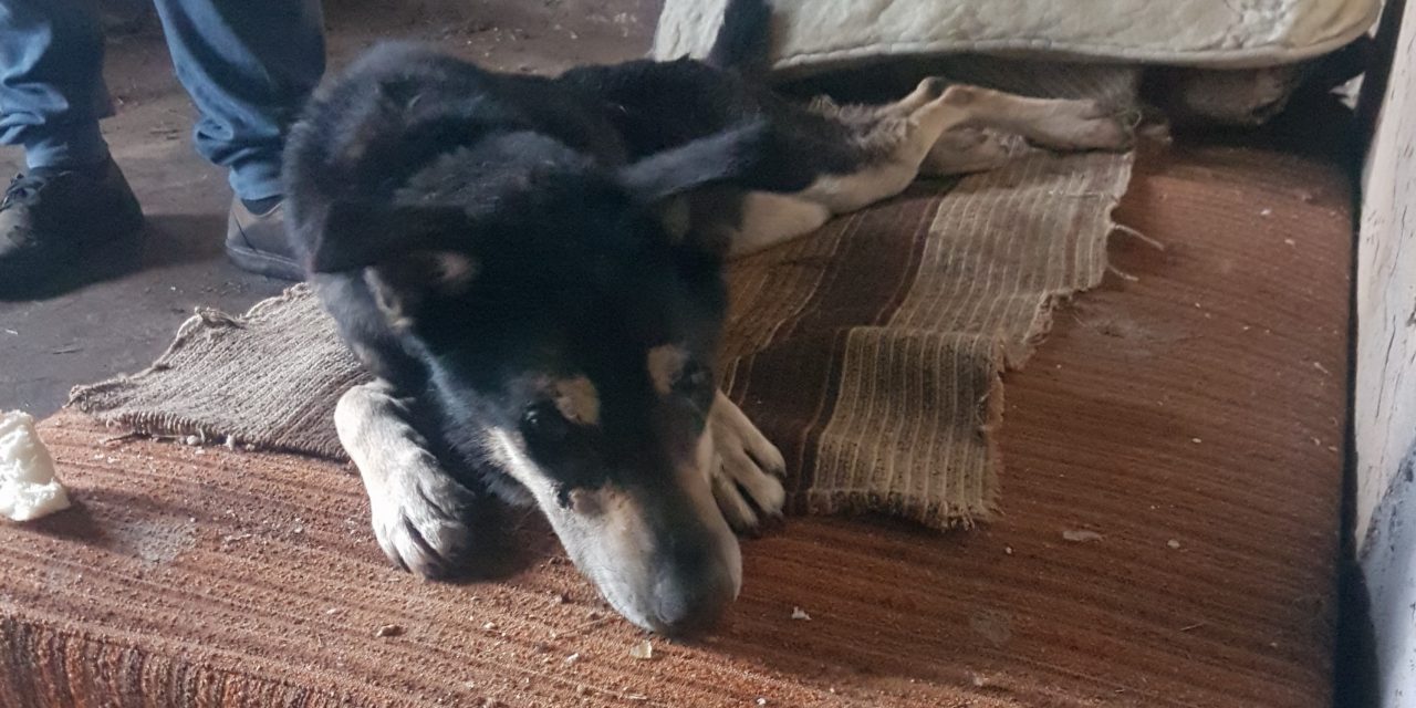 Csavarokkal teli húsdarabokat ettek a kutyák a dél-pesti Péterhalmi-erdőben. A kolbászba és szalonnadarabokba is tűzdeltek csavarokat a gonosztevők
