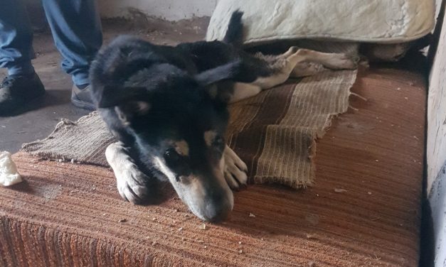 Kutyaház nélkül, láncra verve, étlen-szomjan tartottak egy kutyát Kiscsécsen – Végül, túl későn érkezett a segítség