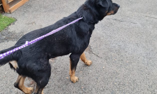 Megint veszélyben a kutyák, ismeretlenek a 18. kerületben szórtak szét veszélyes csalikat