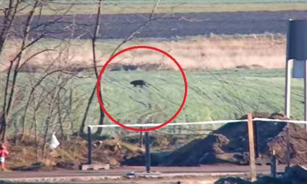 Egy fekete nagymacska kószál Kiskunhalas határában – videó is készült róla