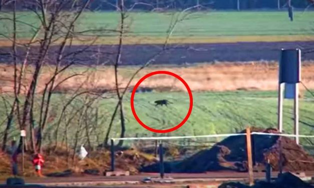 Valódi a felvétel! Már a rendőrség is fekete párducra figyelmeztet, bárhol felbukkanhat a titokzatos ragadozó