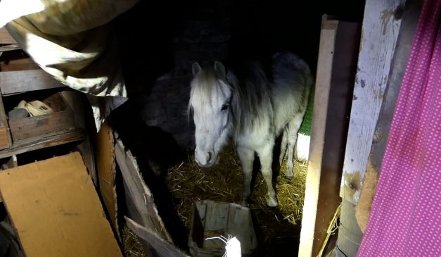Csepeli állatkínzókra csapott le a rendőrség, kecske, disznó és lótetemeket is találtak