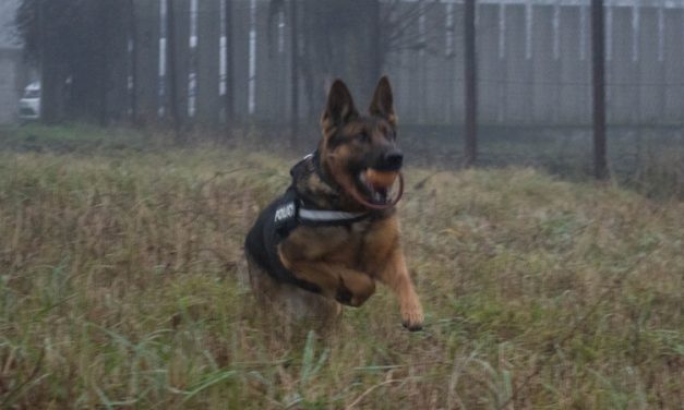 Országszerte lopják a kutyákat: Alsózsolcán három alig nyolchetes német juhászkutya kölyköt vittek el, Tiszaörsön pedig pedig ezt a kiskutyát tulajdonították el – Fotó