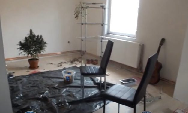 Hatalmas drogfogás: kannabisz magok miatt indultak el a ceglédi zsaruk, de amit találtak az minden képzeletet felülmúlt