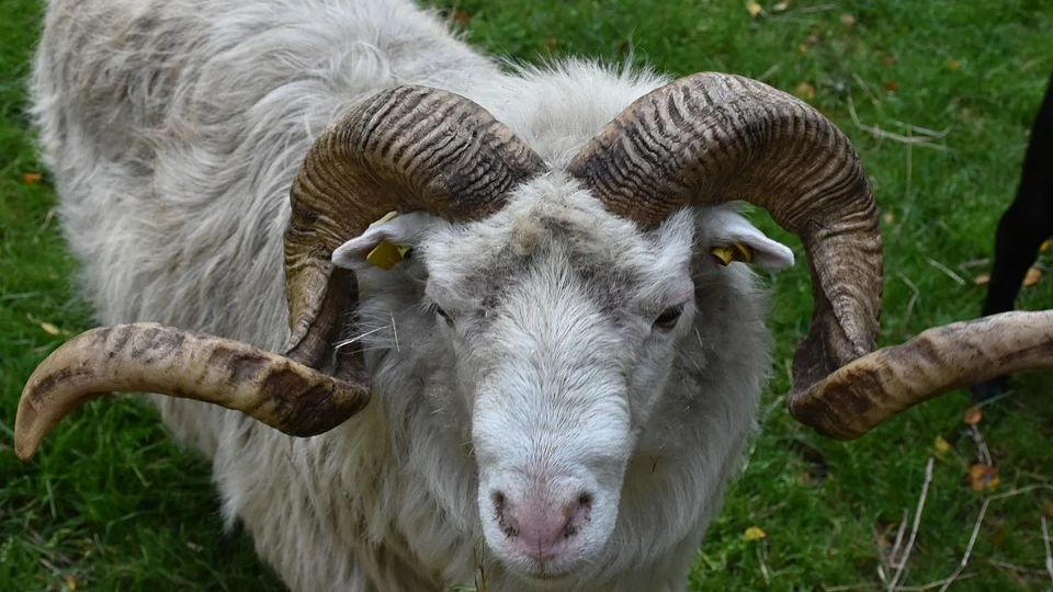 Két embert ölt meg a juhtenyésztő elkóborolt állata, fogházba kell menjen az állat tette miatt