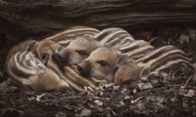 A nádas sűrűjében pihenő vaddisznókra bukkantak, így helyezték őket biztonságba – Videó is készült róluk