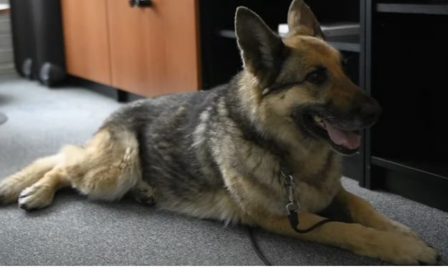 Többnapos előnyben voltak a budapesti autótolvajok, de a négylábú nyomozó szimatán nem fogtak ki – videó