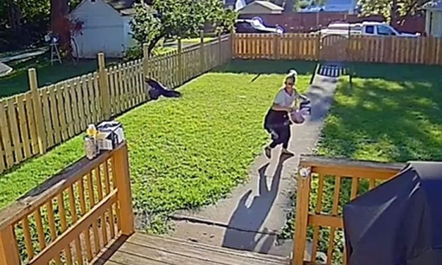 Gyerekekre támadtak a varjak a budapesti óvodában, mentőt kellett hívni, a gyerekek mellett az óvónő fejét is ütötték a csőrükkel