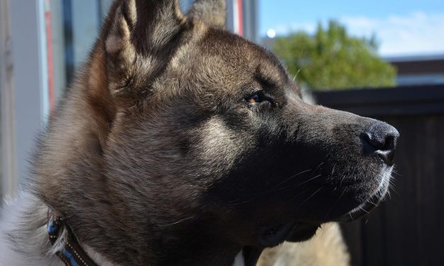 Drámai részletek a Pest megyei kutyatámadásról: ilyen állapotban van most a férfi, ez várhat a megvadult állatra – videó