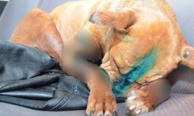 Ki képes ilyesmire? Borzalom, amit a kutyákkal műveltek ezek az emberek – Sokkoló fotók