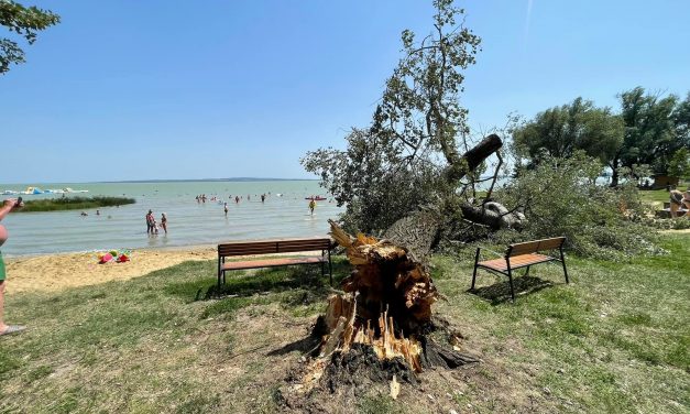 “Remület, sikolyok szaladó segítő emberek” – strandolók közé dőlt egy fa Keszthelyen, az egyik szemtanú szerint kisebb pánik tört ki a parton