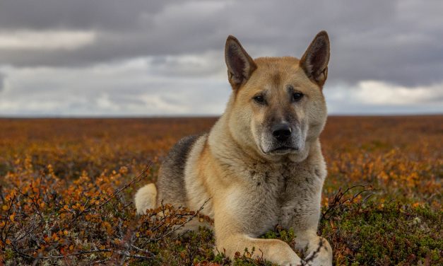 Saját gazdájára támadt egy megvadult kutya Pest megyében: a férfit súlyos sérülésekkel vitték kórházba