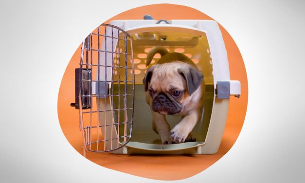 A megfelelő kutyaszállító box kiválasztása