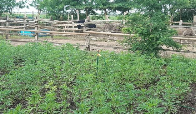 Hatalmas drogfogás: sturccfarmon termelte a kannabiszt a csongrádi család
