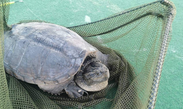 Ledöbbent horgászok, emberre is veszélyes teknőst fogtak az egyik keszthelyi strandon
