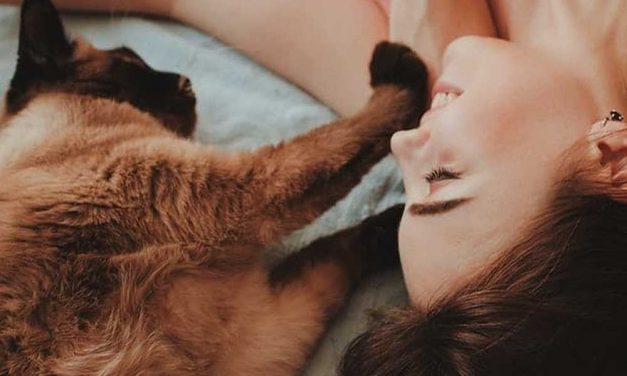 Hogyan gondozd az idősödő cicádat?