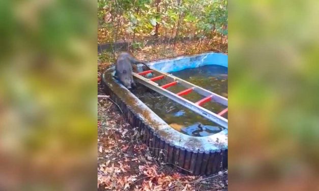 Kerti medencébe zuhant, bestresszelt vaddisznókat mentettek a tűzoltók Sóskúton – Videó