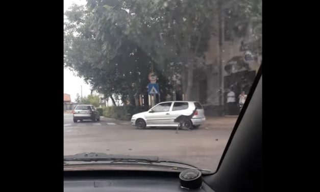 Elszabadult egy emu Nagykőrös belvárosában, az autók között rohangált a rémült állat – videó