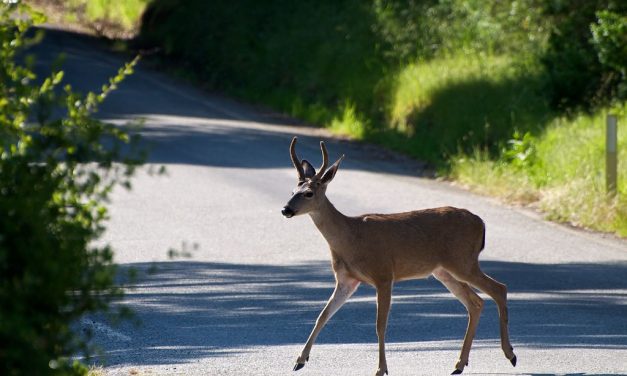 „Nem fékezni kell” – A TEK közölte, ha már elkerülhetetlen, akkor így kell elgázolni egy erdei vadállatot