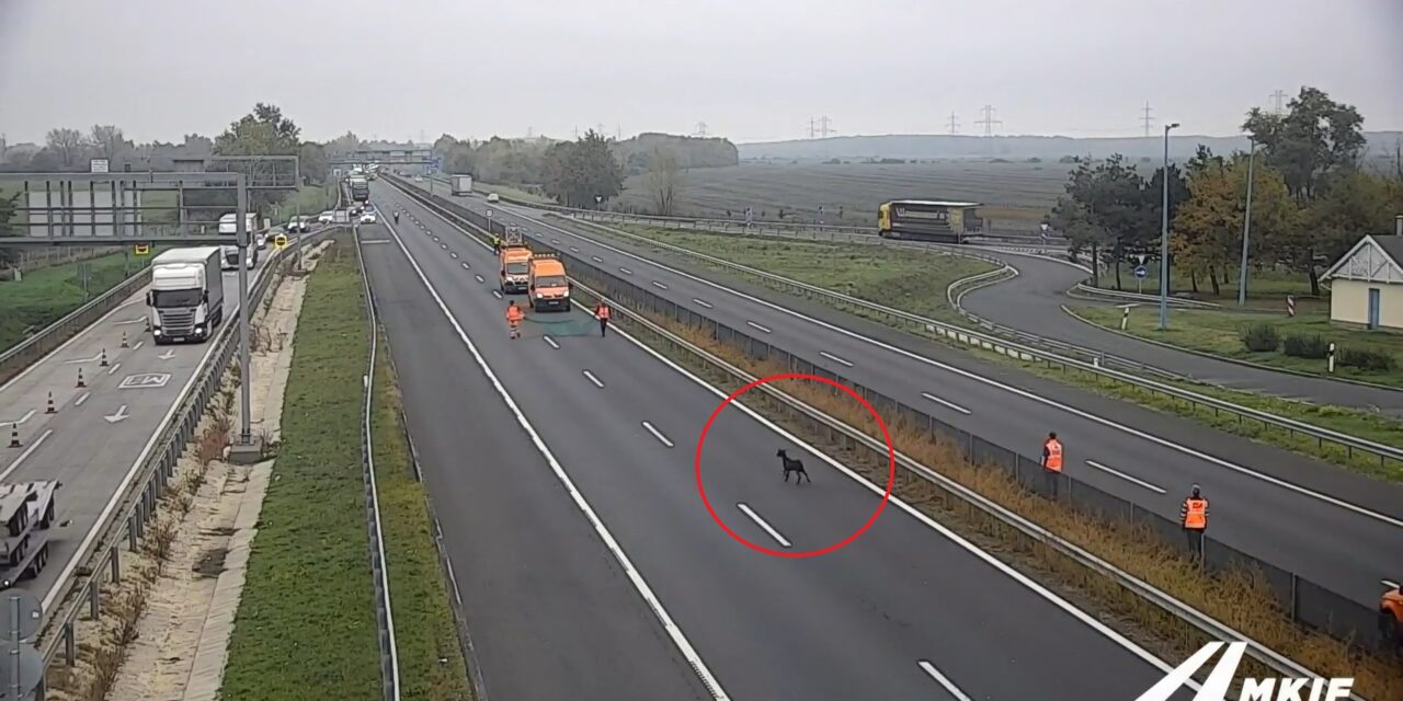 Videóval: üldözés volt az M1-esen, egy kecskét kellett befognia a közutasoknak