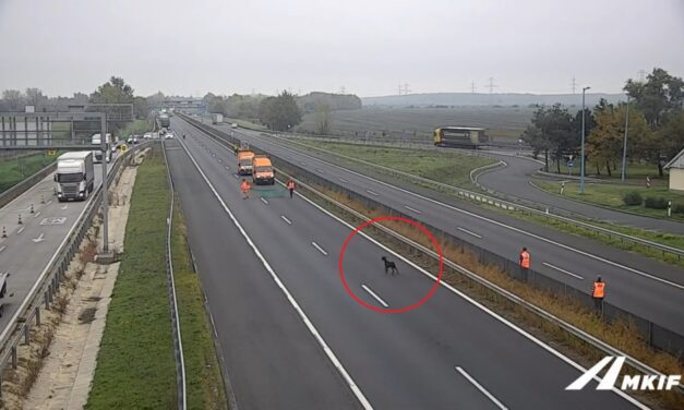 Videóval: üldözés volt az M1-esen, egy kecskét kellett befognia a közutasoknak