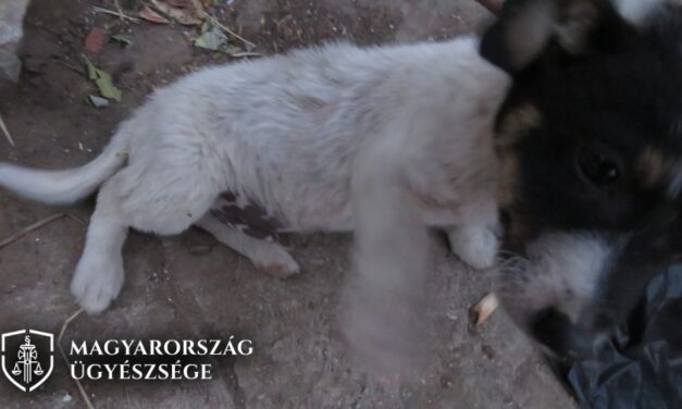 Vascsőcsel verte a kutyáit a megvadult csongrádi férfi, a szomszédait is fenyegette