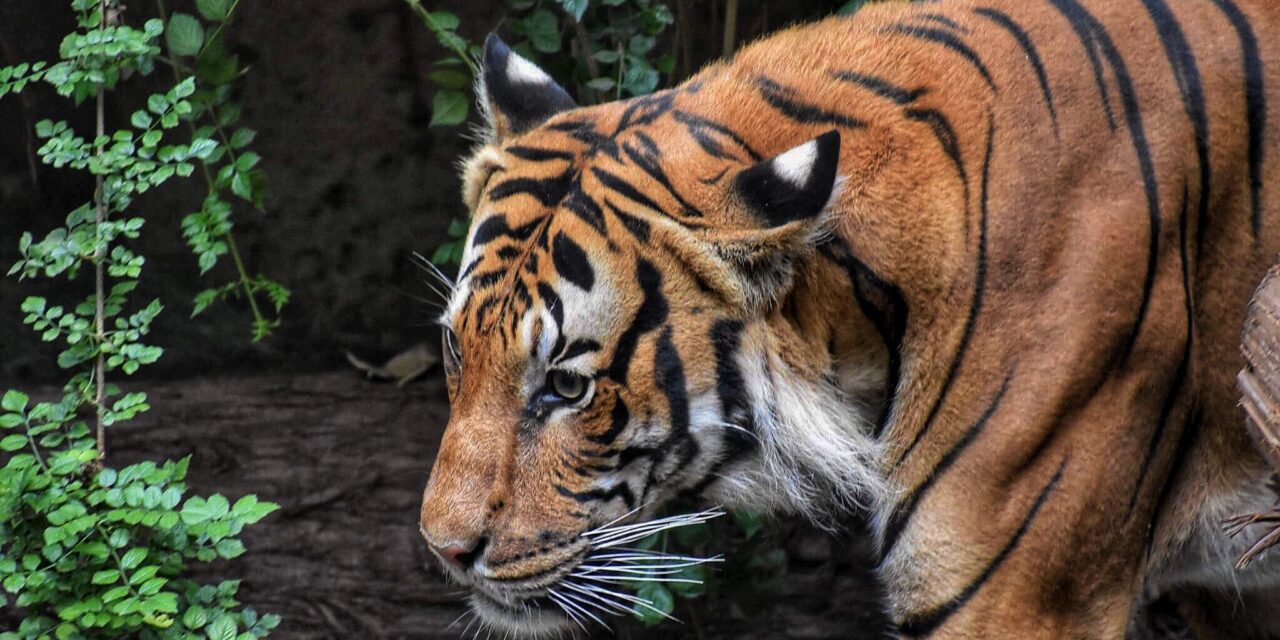 Tigris támadott meg egy embert egy magánállatkertben, a mentők azonnal a helyszínre siettek