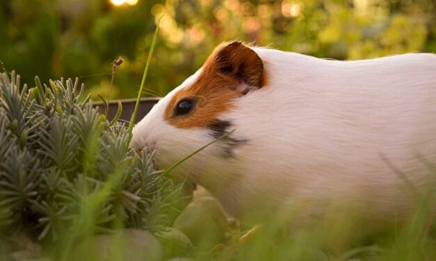 Mindent a tengerimalacok alapvető takarmányáról!