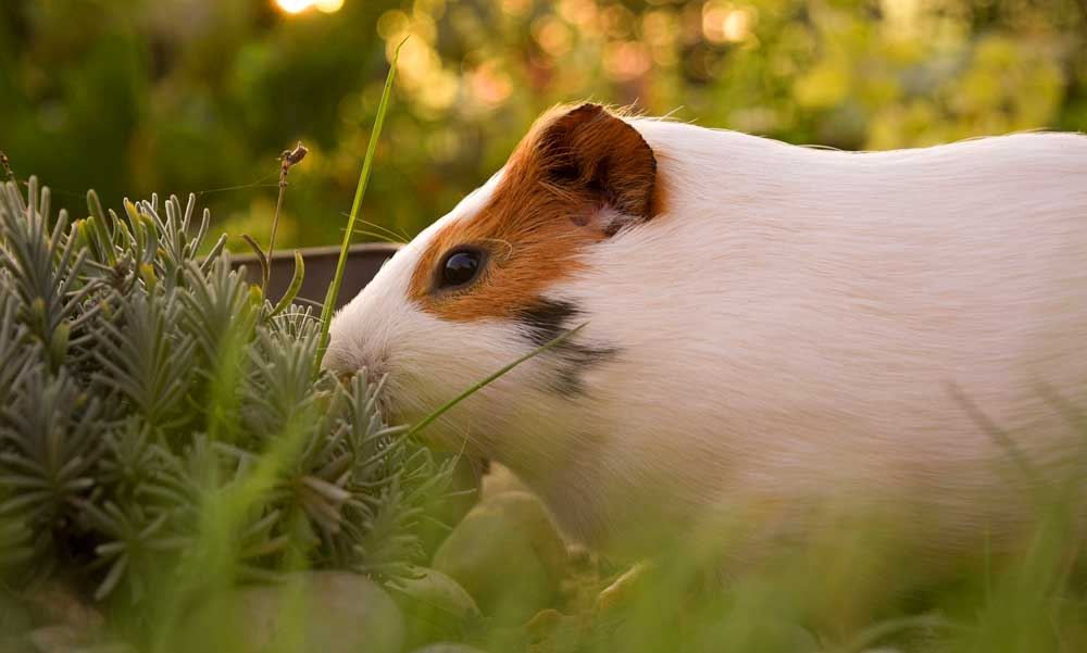 Mindent a tengerimalacok alapvető takarmányáról!