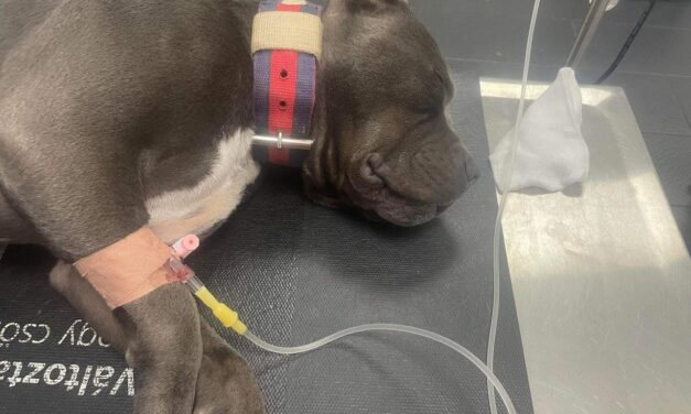 Kegyetlen kutyamérgezés: már több mint 50 állat pusztult el fagyálló miatt, aggódnak az állattartók