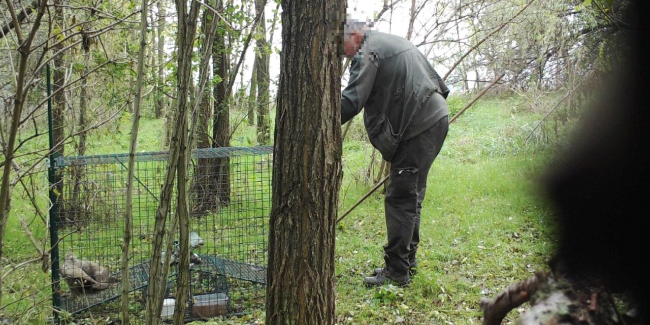 Rókacsapdával ejtette el a védett madarakat ez a vadász: döbbenetes, mit művelt utána az egerészölyvekkel
