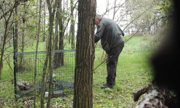 Rókacsapdával ejtette el a védett madarakat ez a vadász: döbbenetes, mit művelt utána az egerészölyvekkel