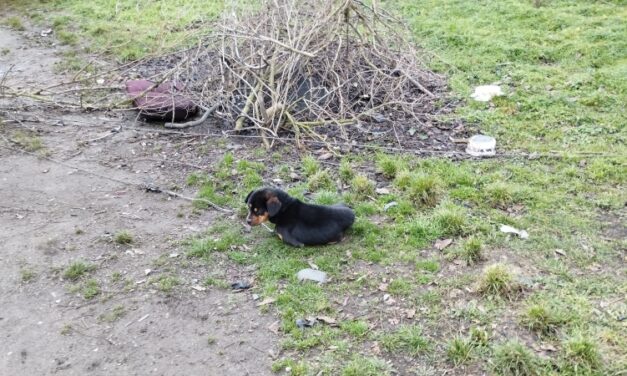 Mumifikálódott állattetemek találtak egy Pest vármegyei horrortanyán