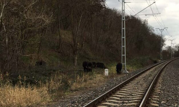 Elszökött állatok okozhattak volna zűrzavart a vasúti síneken a Balatonnál – szerencsére hamar meglelték a rendőrök a hat fekete bivaly gazdáját