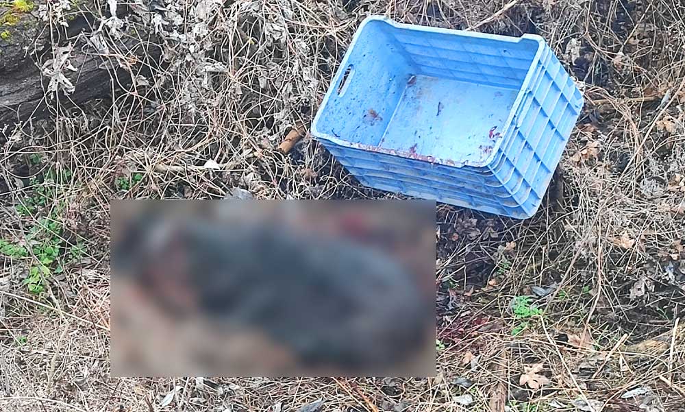 „Az utolsó pillanatig bíztuk benne, hogy hazakerült” – embertelen körülmények közt végeztek egy kutyával Nógrádban, a labradolt a napokig kereste a gazdája