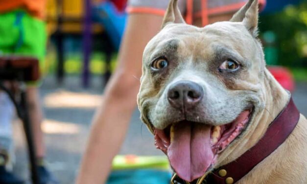 A harcias külsejű, barátságos természetű amerikai staffordshire terrier