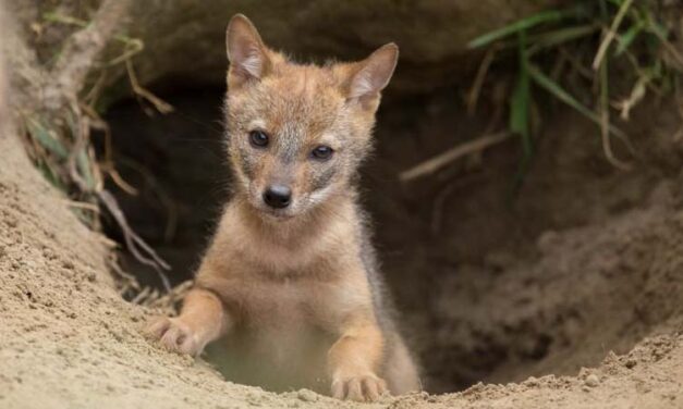 „Az elpusztított kutyát ugyanúgy elfogyasztják, mint más prédát” – titokzatos vadállatok marcangolják szét a házi kedvenceket Csataszögön