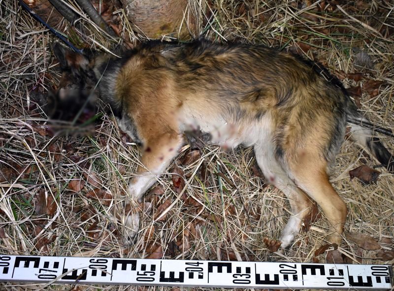 Ismerősével üttette agyon kutyáját egy nő Darányban, ezer forintot adott neki, hogy végezzel az ebbel
