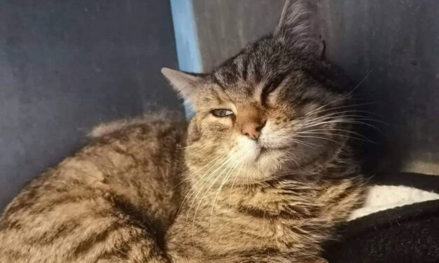 Nyolc lövedéket szedtek ki egy tatabányai macskából, miután légpuskával lőttek rá