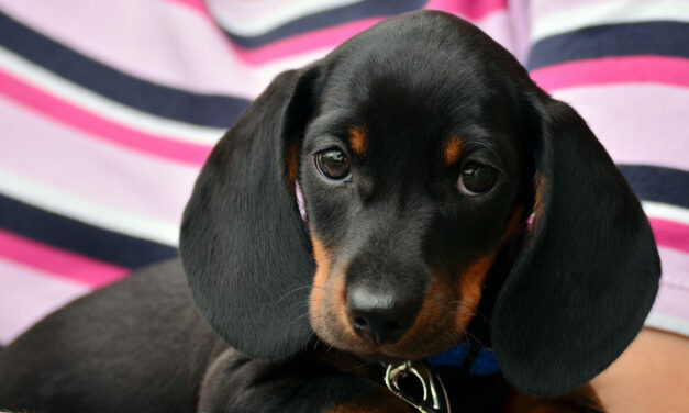 Megvan az ítélet: ez vár most arra a kegyetlen fiatalra, aki dühében földhöz vágott egy 6 hetes kiskutyát, majd nyárson akarta megsütni Ózdon