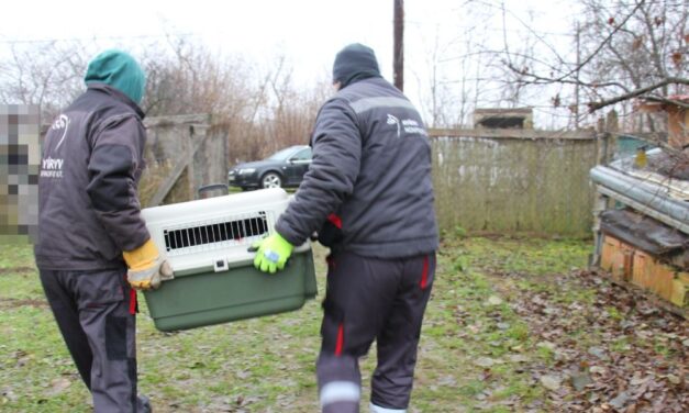 Örökre eltilthatják a kutyatartástól azt a férfit, aki halálos kutyaviadalokat szervezett idehaza