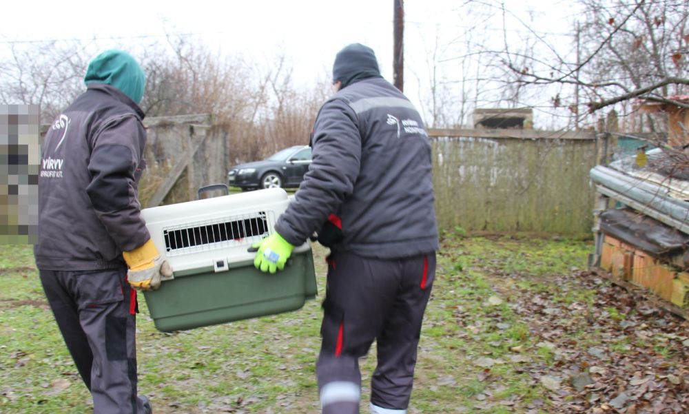 Örökre eltilthatják a kutyatartástól azt a férfit, aki halálos kutyaviadalokat szervezett idehaza