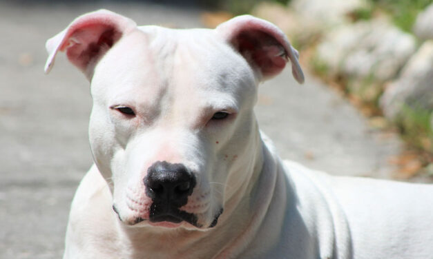 Félelem és reszketés Budapesten: kutyatámadástól tartanak egy panelházban