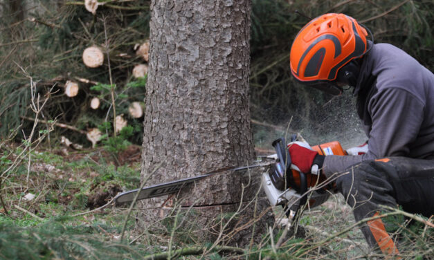 „Se védőfelszerelés nem volt rajta, se bejelentve nem volt, ha jól tudom” – Két kislányt hagyott maga mögött Zoltán, akire munka közben rádőlt három fa