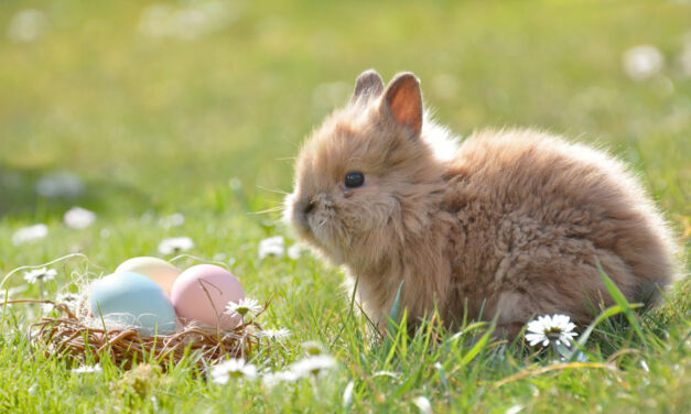 Börtönbe is kerülhet, aki utcára teszi az ajándékba kapott húsvéti nyulat