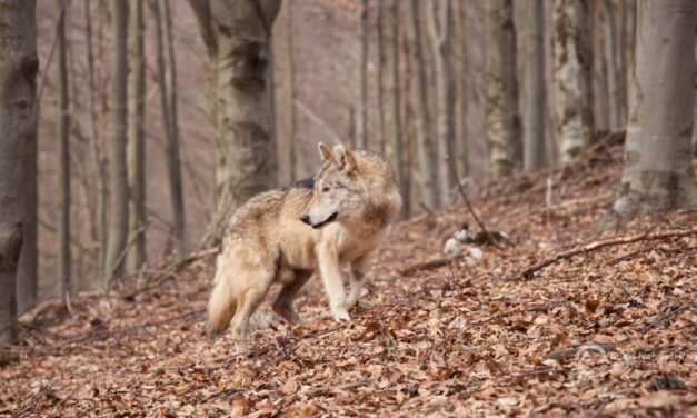 Így bukott le a vadász, aki kilőtte a már lassan világhírű farkast