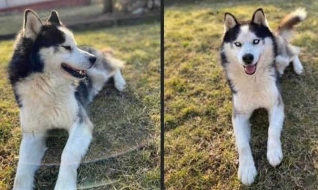 Döbbenetes állatkínzás Heves vármegyében! Megkínoztak, majd élve eltemettek egy kutyát
